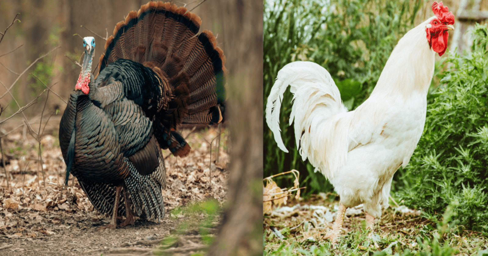 Turkey vs chicken breast ground: Health awareness