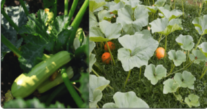 Zucchini Leaves vs Pumpkin Leaves Can you Eat these? leav