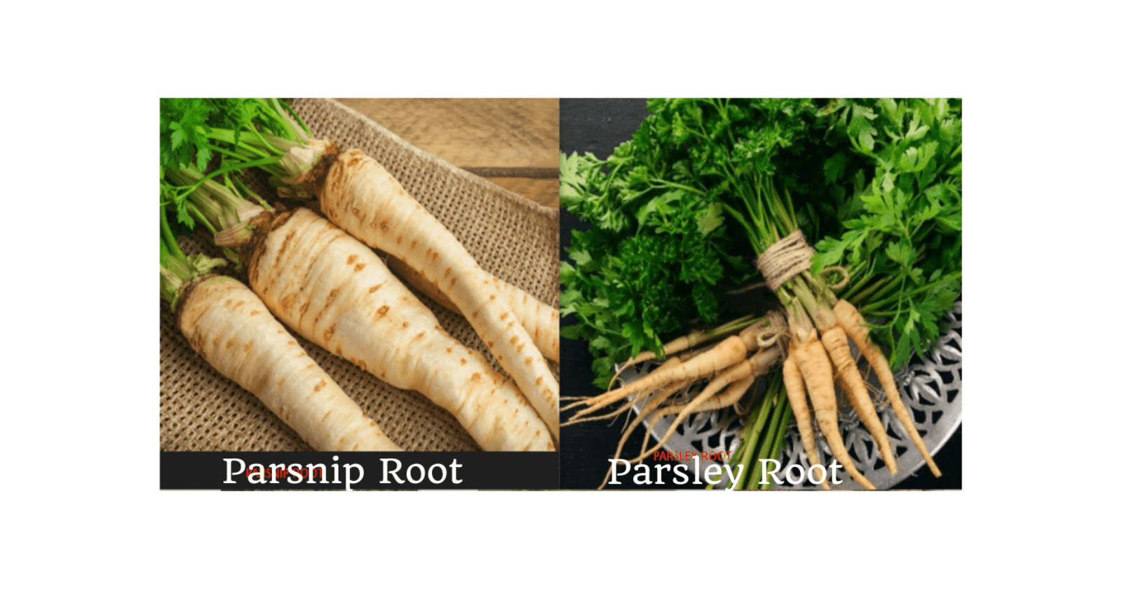 Parsnip root vs Parsley root