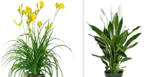 Day Lilies vs Peace Lilies DAYVSPeac