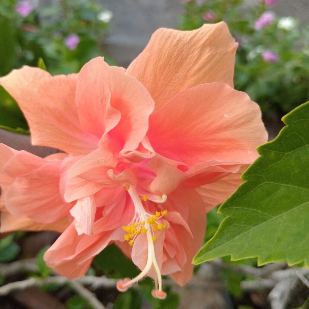 A double peach hibiscus. The flower is known for its ruffled petals, which give it a fuller, more layered appearance compared to single-petal hibiscus varieties. The soft peach color is a common variation, and the prominent stamens and pistil extend outward from the center of the flower, typical of hibiscus plants. This type of hibiscus is popular in tropical and subtropical regions, often grown as an ornamental plant for its vibrant and beautiful blooms.