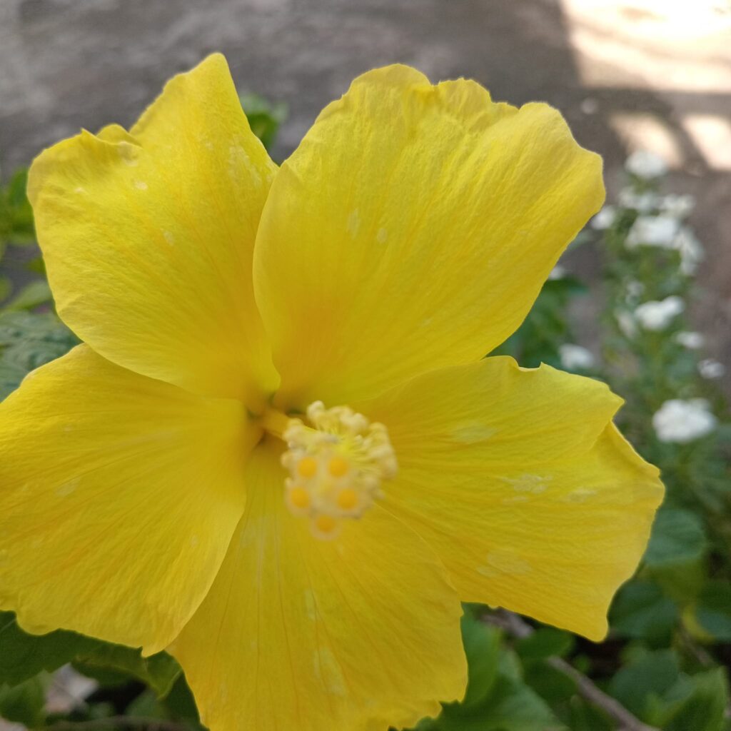 This is a yellow hibiscus flower. Hibiscus plants are known for their large, vibrant blooms, and this particular variety features bright yellow petals.