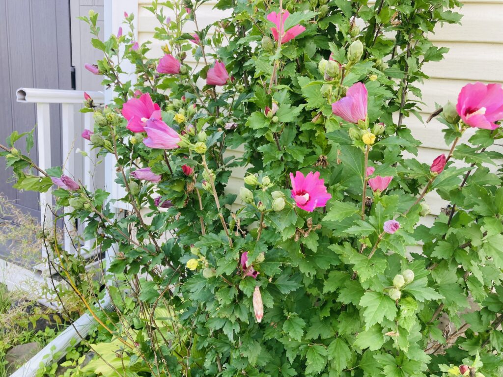 Bright pink hibiscus shrub with numerous pink flowers in various stages of bloom.
