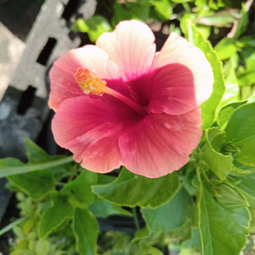 Another variety of Pink Hibiscus, the flower has a vibrant pink color with a slightly darker center, where the stamen and pistil are located. The stamen is prominently visible, extending out from the center of the flower, with yellow pollen at the tip.