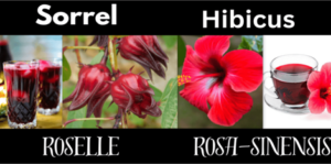 Sorrel (Jamaican sorrel) vs Hibiscus sh