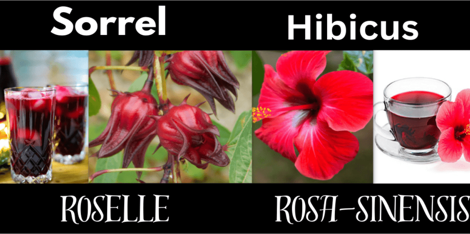 Sorrel (Jamaican sorrel) vs Hibiscus