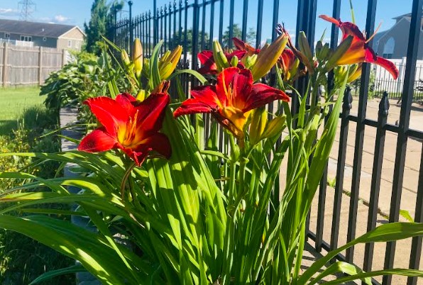 Chicago Apache day lily near fence