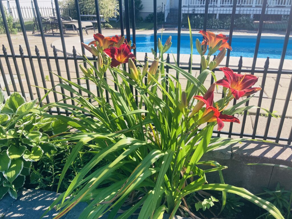 Day lily red, home grown