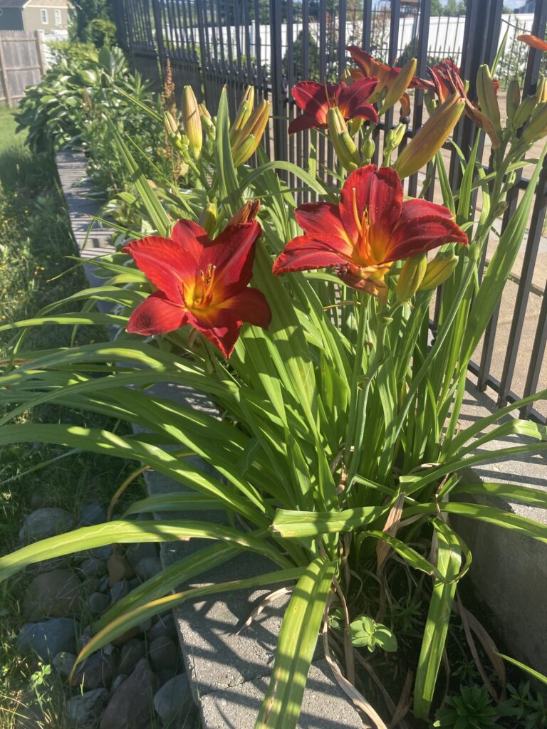 Day lily lush green leaves and bright red flowers