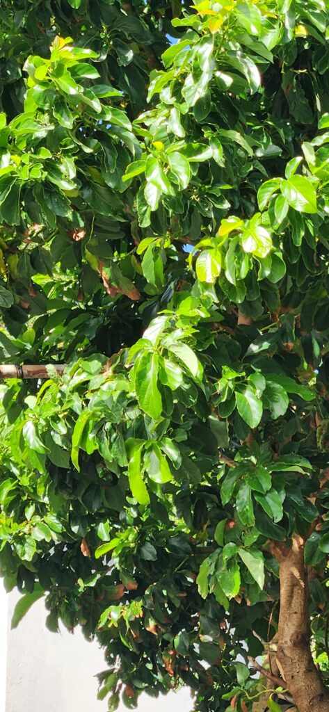 An avocado tree in the bright sunshine of the Caribbean island of St Vincent &the grenadines