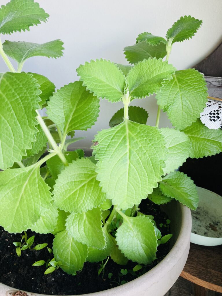 Cuban Oregano/Tiki Thyme/Indian Borage, Square Fleshy stem, with fine hair, opposite leaf pairs