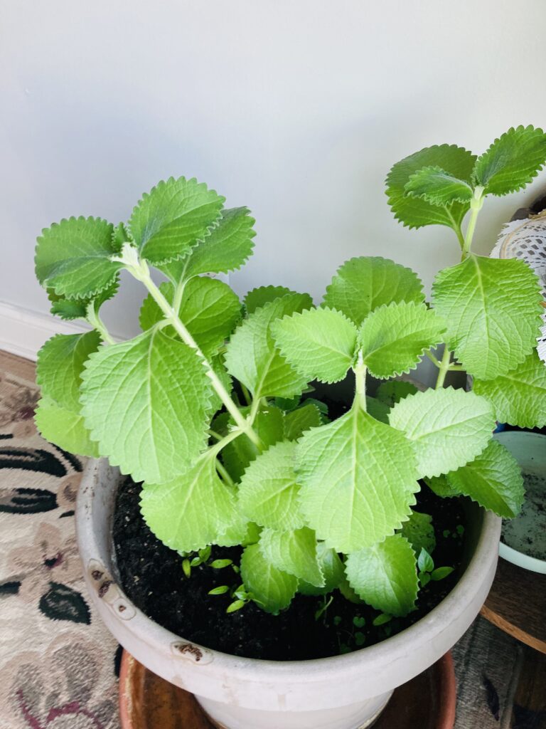Coleus amboinicus or Plectranthus Amboinicus(tiki thyme)