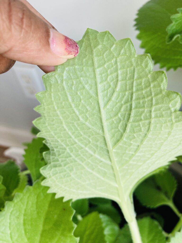 Back of the Indian borage/Cuban Oregano/tiki thyme Leaf