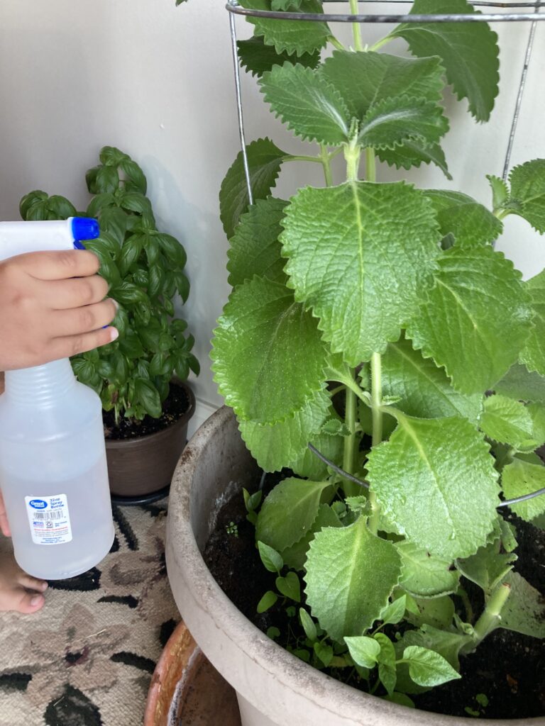 Misting The Tiki Thyme plant with water