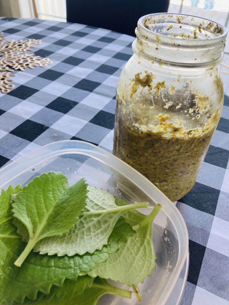 Seasoning made from Cuban Oregano (Tiki Thyme) a Tropical herb for culinary use