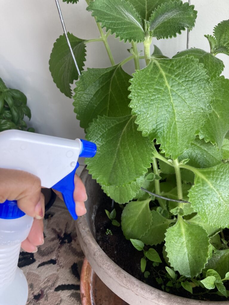 Watering and misting the Tiki Thyme plant indoors