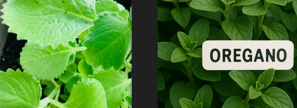 Cuban Oregano/ Tiki Thyme vs Oregano