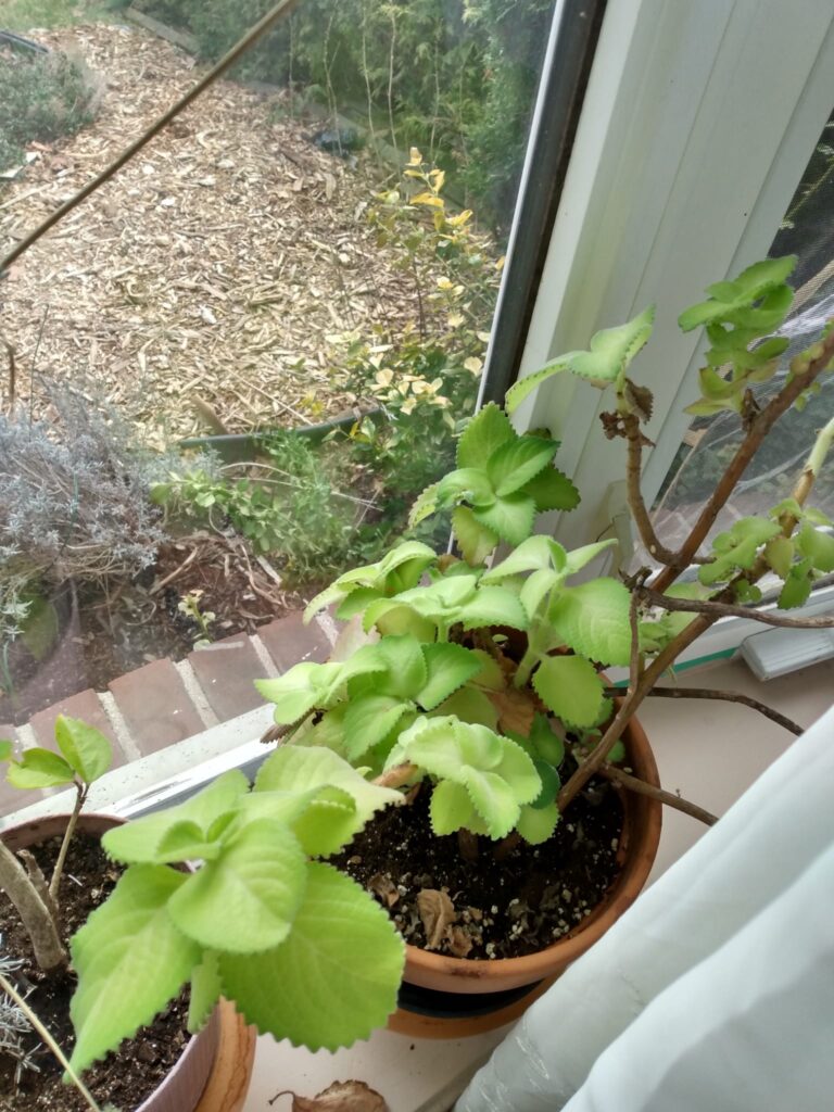 Tikki thyme by window with lots of light